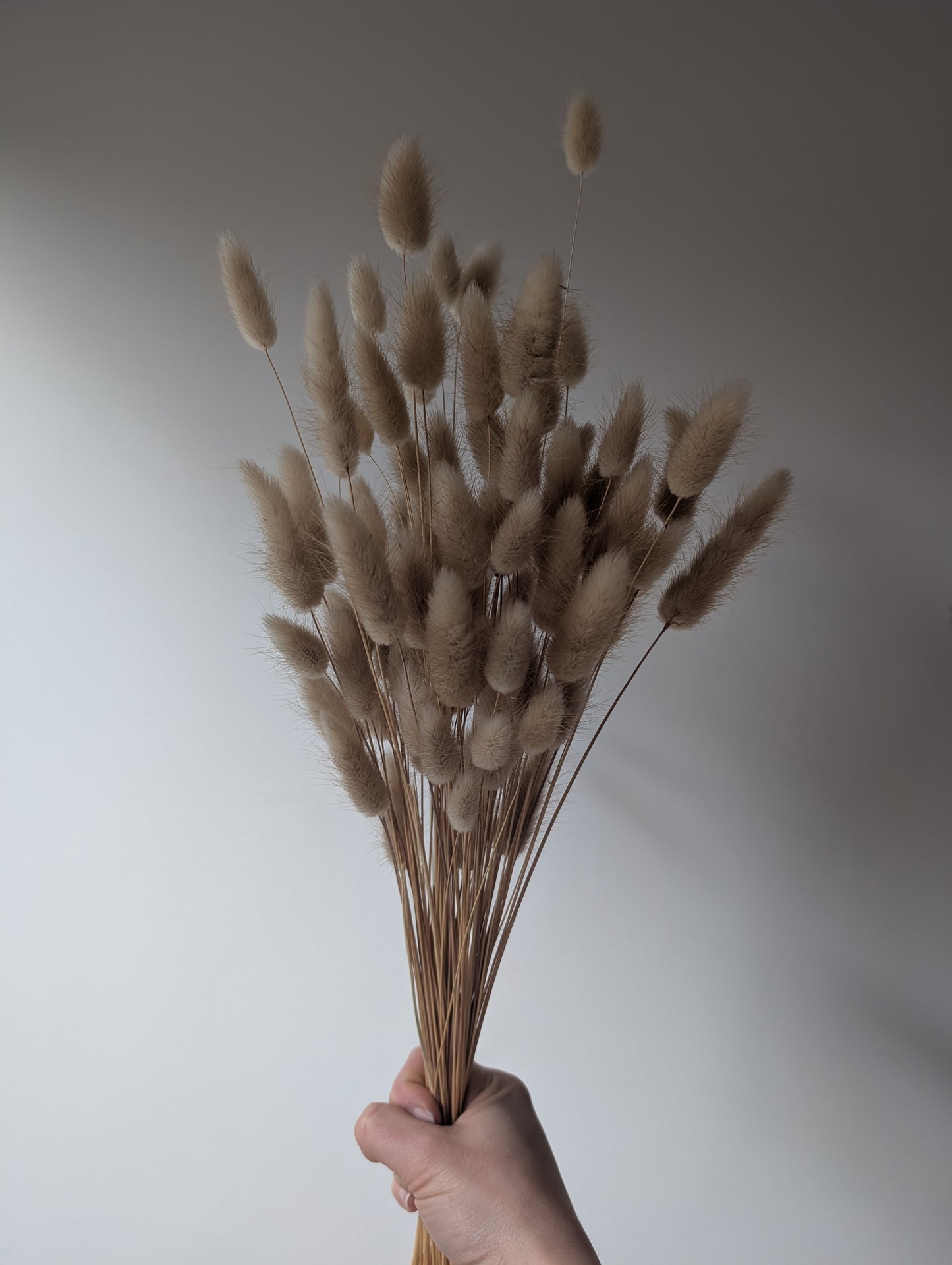 Dried Bunny Tails