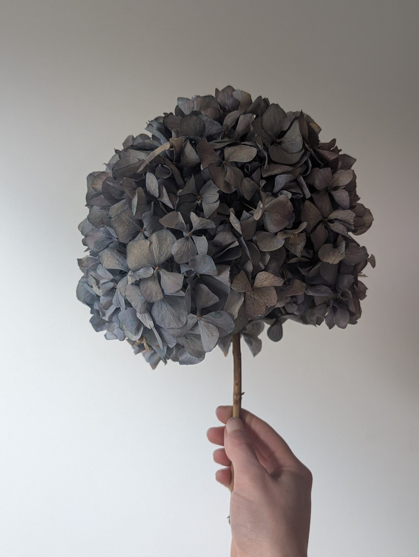 Dried Hydrangea Stem