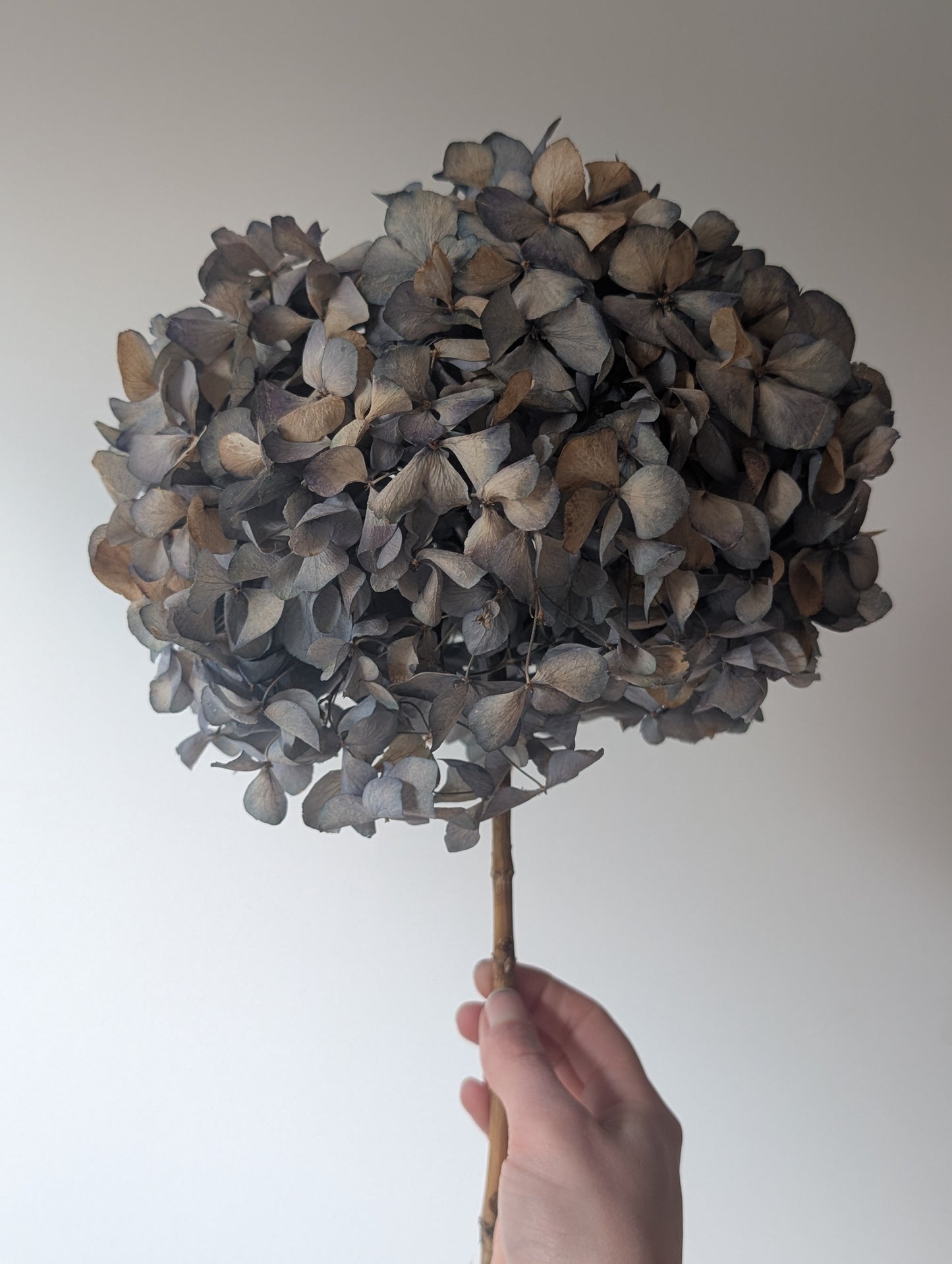 Dried Hydrangea Stem