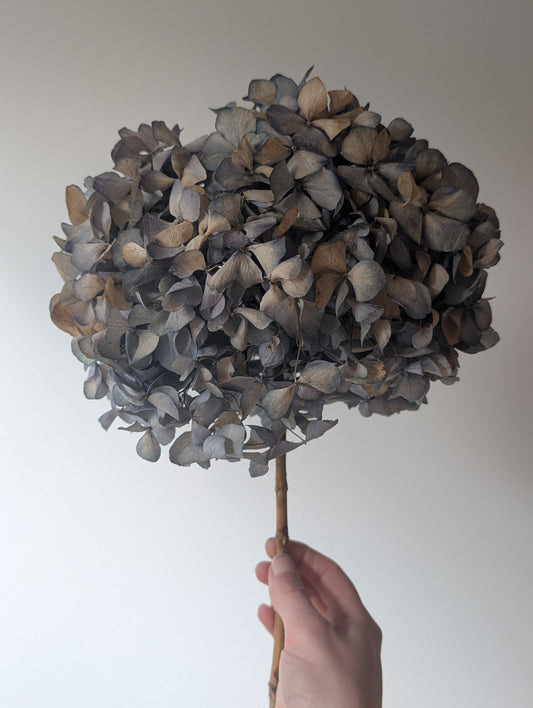 Dried Hydrangea Stem