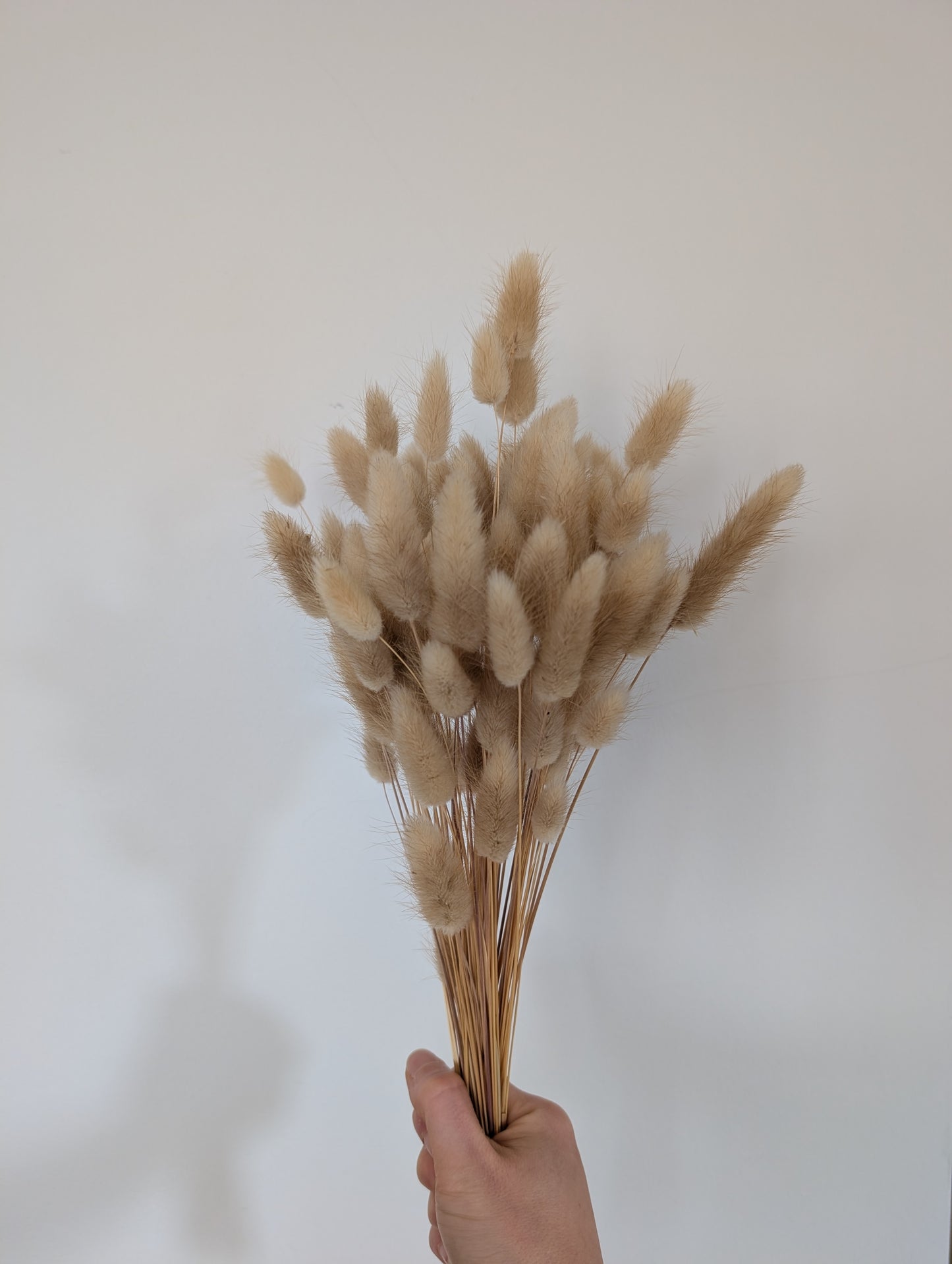 Dried Bunny Tails